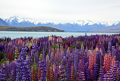 vertical-shot-lake-pukaki-mount-cook-new-zealand